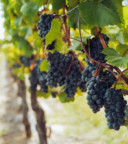 vineyard